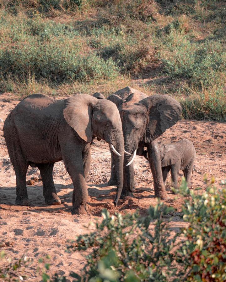 Maninghi Lodge Balule Game Reserve Exterior foto