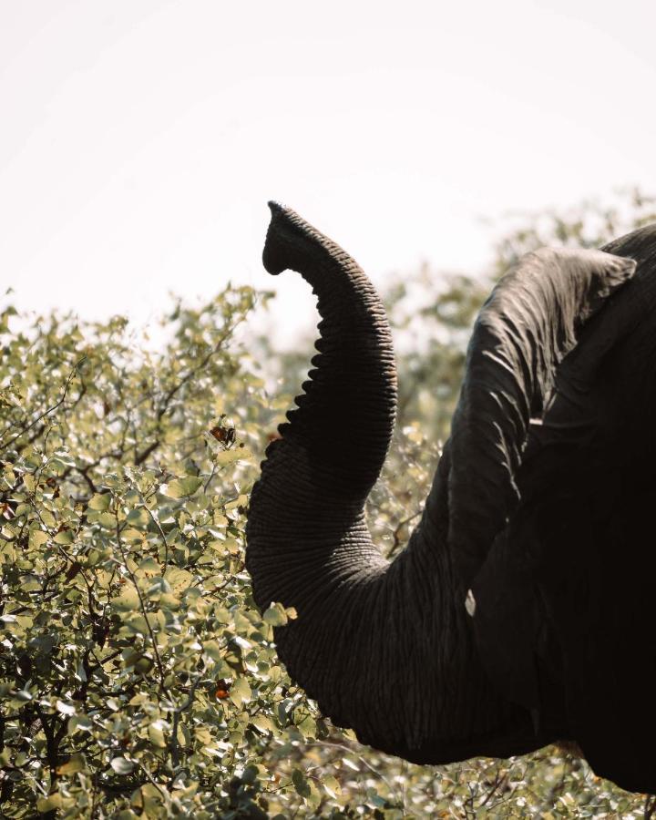 Maninghi Lodge Balule Game Reserve Exterior foto