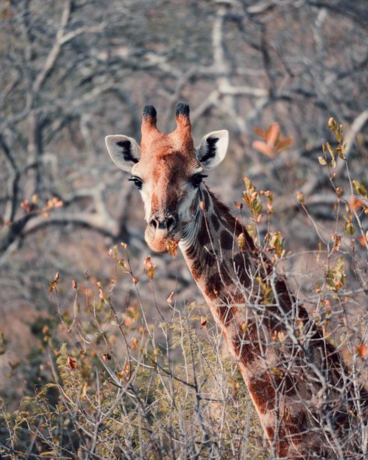 Maninghi Lodge Balule Game Reserve Exterior foto